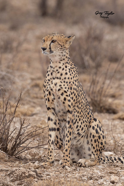 Desert Cheetah