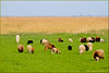Sheep graze in the meadow ..........