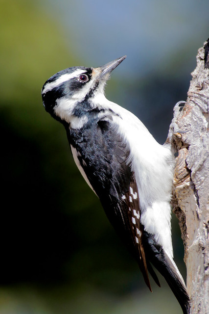 Hairy Woodpecker -- Female (Picoides villosus);  Santa Fe National Forest, NM, Thompson Ridge [Lou Feltz]