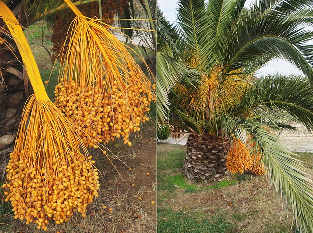 Winter palm in Qala