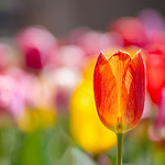 Tulip Denver Botanic Gardens