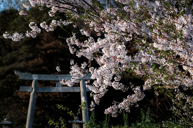 近所の桜 #3ーCherry blossoms in my neighborhood #3