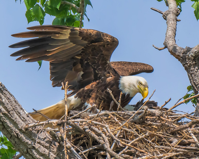 Female Bald Eagle rotating in the nest to relieve the male.