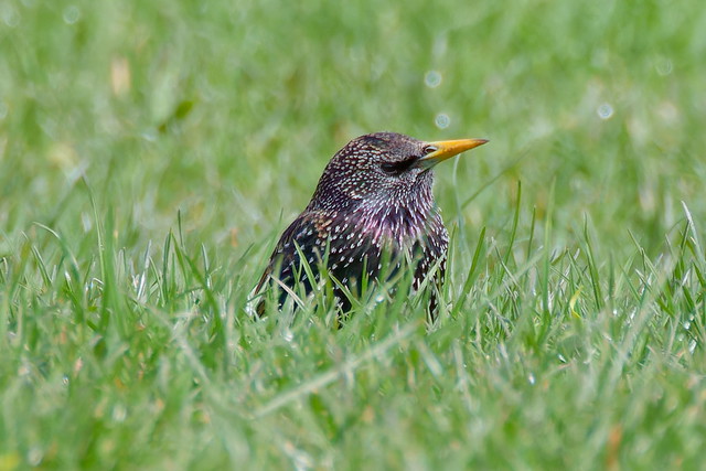 Common starling 