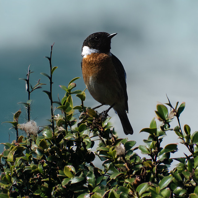 Return of the Stonechat