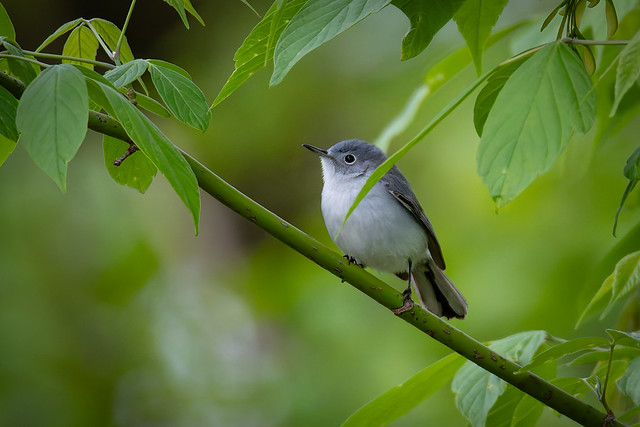 gnatcatcher  4-21-2024