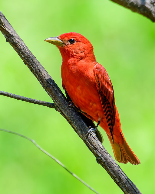 Summer Tanager (male) DSC_9925