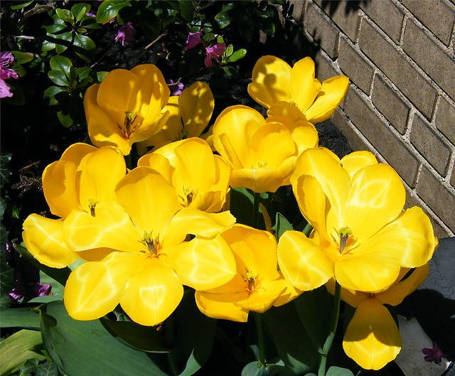 Sunny Yellow Flowers