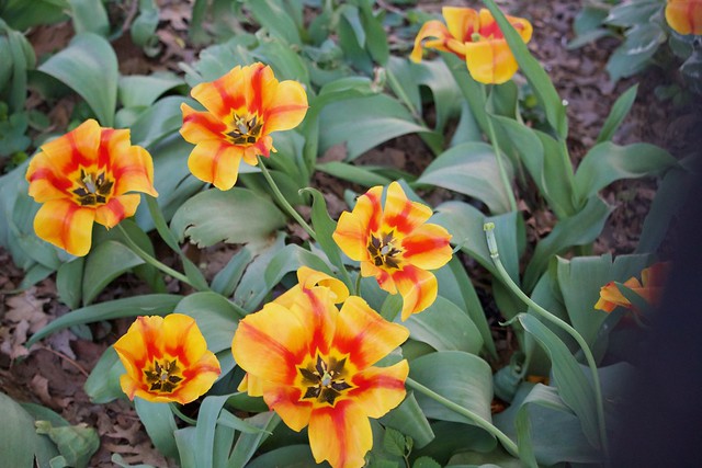 April Flowers Tulips Rule