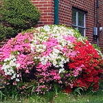 A shrub of many colors Azalea in bloom, North Portal Estates, Washington, DC