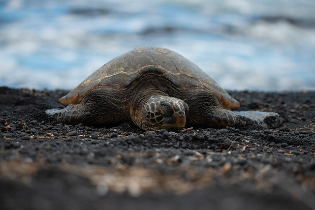 Sea Turtle - Black Sand Beach