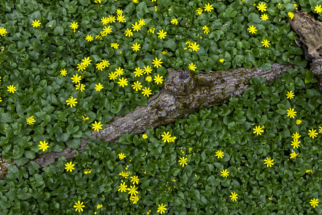 Spring wildflowers - Lesser Celedine