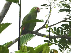 Gelbwangenamazone (Amazona autumnalis), Boca Tapada, Costa Rica