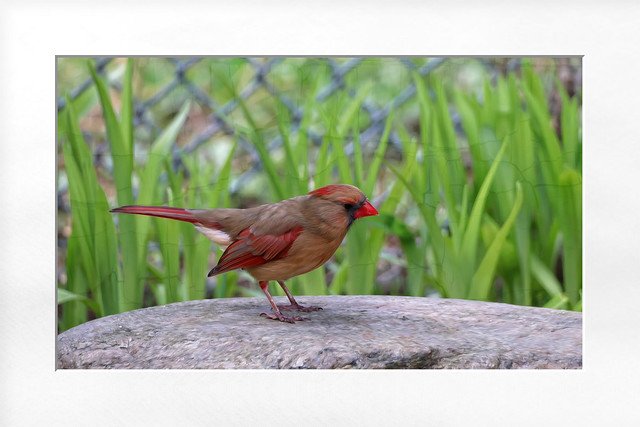 IMG_5393.2024.1ab.Female Cardinal
