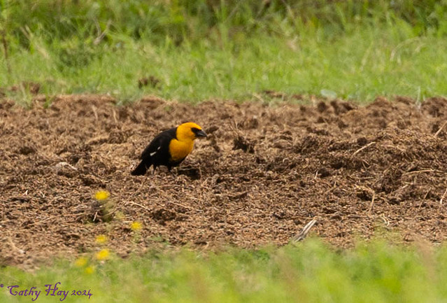 Yellow-headed Blackbird in Galveston on 8 Mile Rd.         C22A7065.jpg