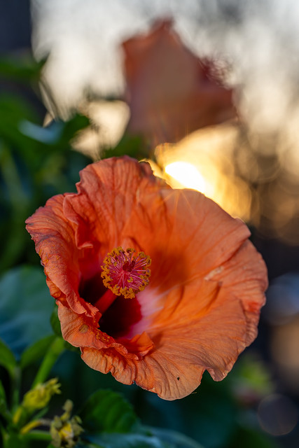 Sun sets on new hibiscus
