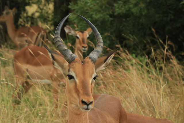 Impalas Kruger park