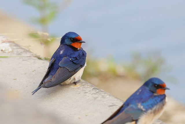 Hirondelle rustique - Hirundo rustica - Barn swallow