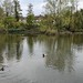 Pond at Epsom