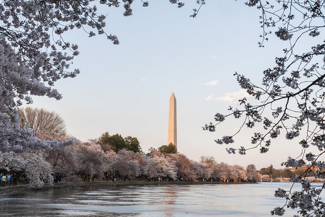 Washington Monument as seen from the Tidal Basin, framed with cherry blossoms in Washington DC