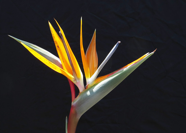 Bird of paradise flower in the backyard of our San Francisco home 20240422-141613