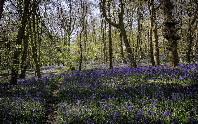 More bluebells, Badby Woods, Northamptonshire