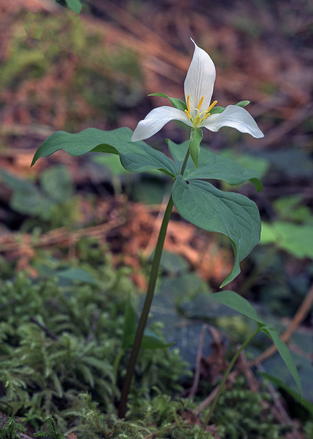 can't resist another Trillium photo