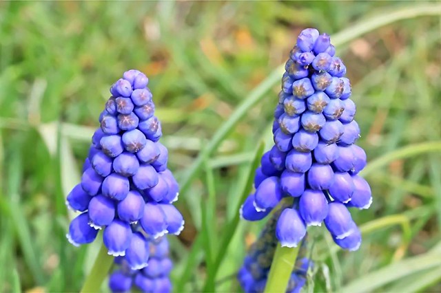 2024 Grape Hyacinths 014