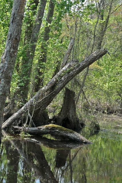 Dismal Swamp Canal trail April 2021