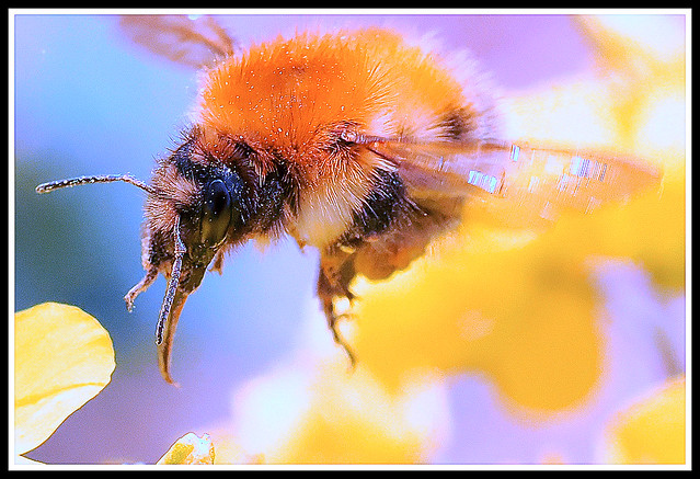 Common Carder Bumblebee.