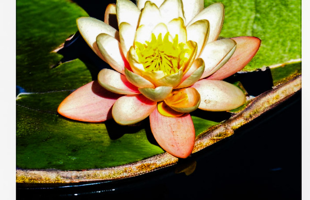 Flor acuatica Jardín Botánico Caba