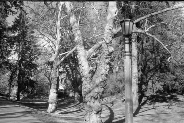 London planetrees in Laurelhurst Park, 2 April 2024