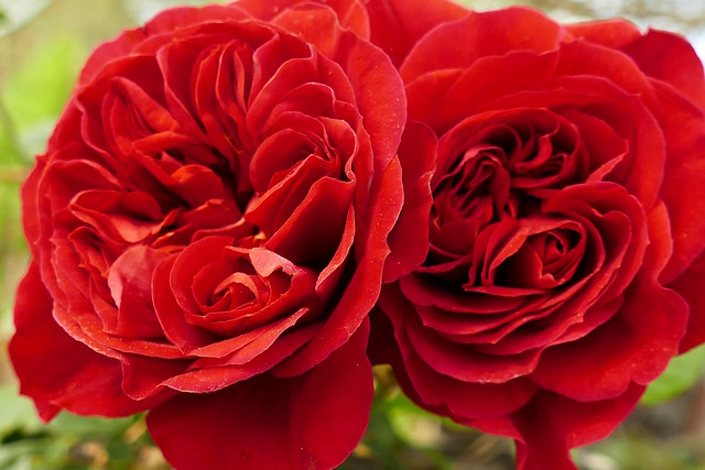 Roses bessones / Twin roses