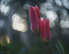 Spring Tulips  (由  Eden Bromfield