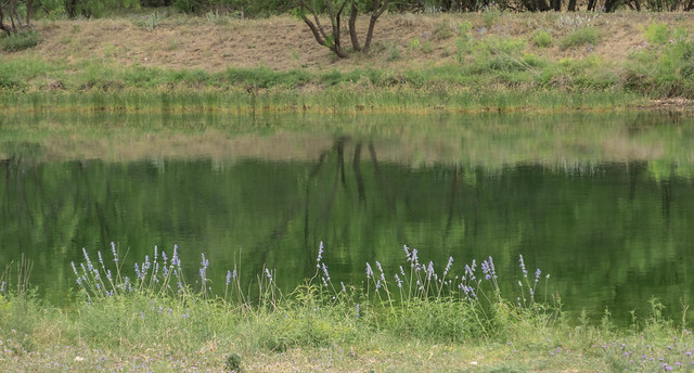 A peaceful pond