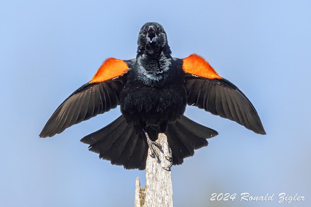 Red-wing Blackbird Showing Off 267A6702
