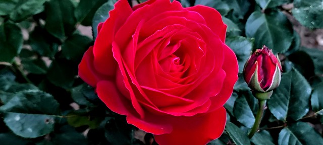 Rosa roja紅玫瑰red rose      (2)