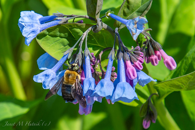 Virginia Bluebells and Friend