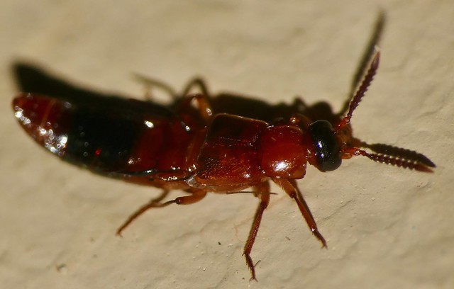 Rove Beetle (Staphylinidae, Id ?)