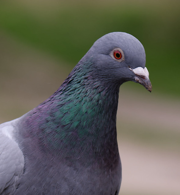 Columba livia (pigeon biset - rotsduif, stadsduif - rock dove)
