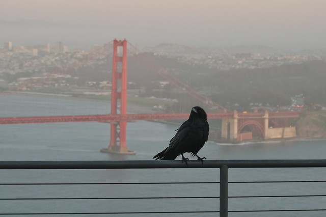Young raven posing in front of the Golden Gate Bridge
