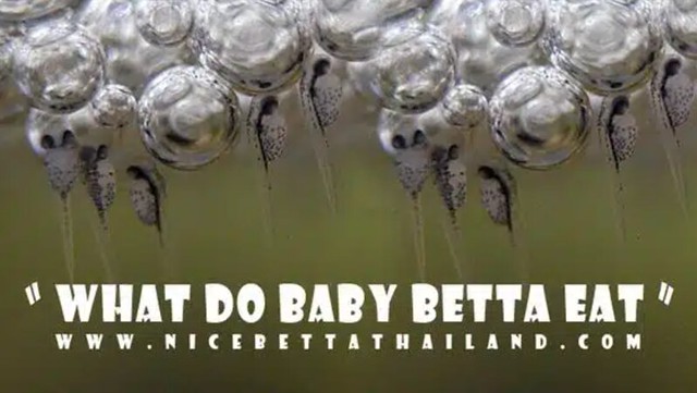What Do Baby Bettas Eat