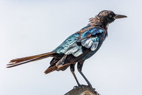 _GTL8393-CR3_DxO_DeepPRIME August in Florida is not a great time to be a Boat-tailed Grackle #birdsgallery