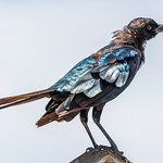 _GTL8393-CR3_DxO_DeepPRIME August in Florida is not a great time to be a Boat-tailed Grackle #birdsgallery