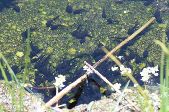 Erdkröten-Kaulquappen im Regen-Rückhaltebecken Gö
