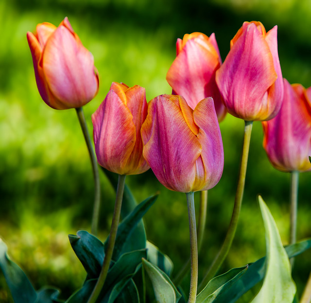 tulips_pink_yellow_042524