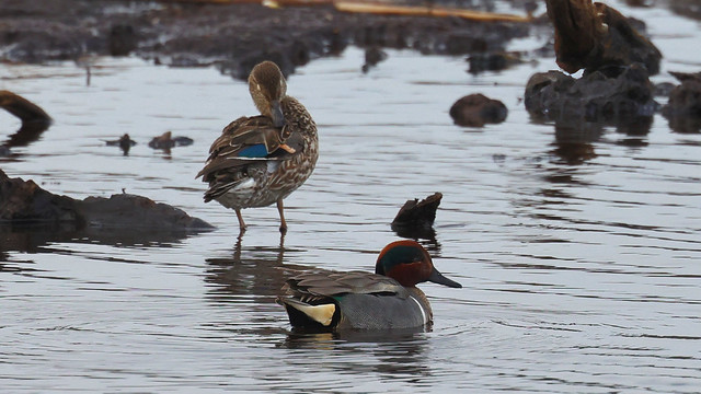 PAIR OF GREEN-WINGED TEALS