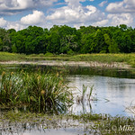 Springtime in Southeast Texas A view of Creekfield Lake

Brazos Bend State Park, Texas