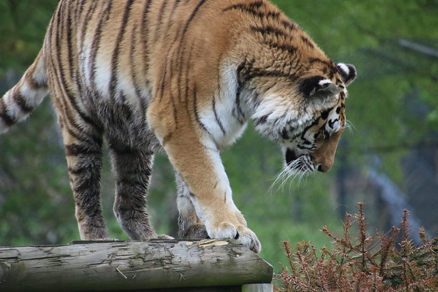 Amur Tiger, Woburn Safari Park 20240419 (2)