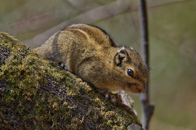 Гималайская полосатая белка, Tamiops macclellandi, Himalayan Striped Squirrel